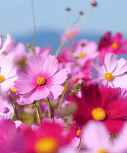 Premium Flower Seeds Combo + Free Vermicompost + Free Soil Mix