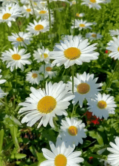 Premium Flower Seeds Combo + Free Vermicompost + Free Soil Mix