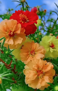 Premium Flower Seeds Combo + Free Vermicompost + Free Soil Mix
