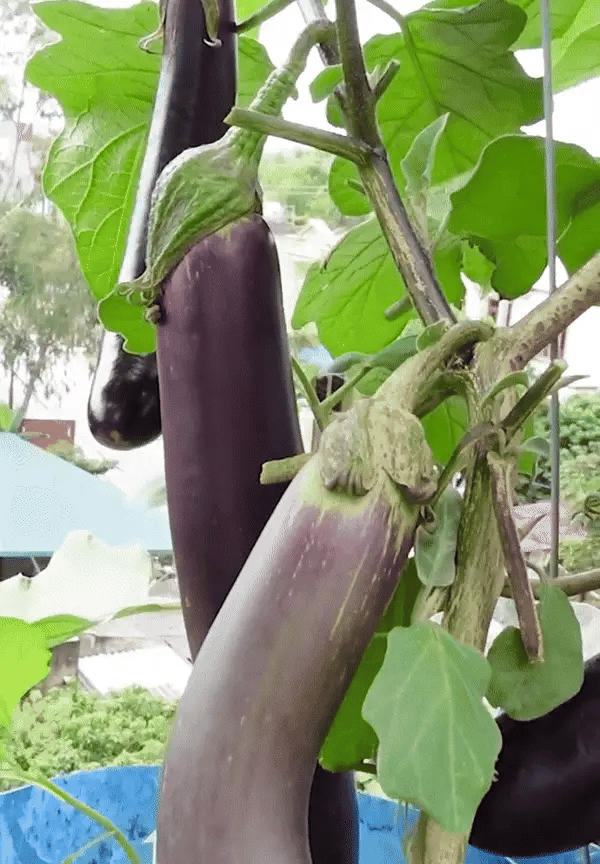 Premium Vegetable Seeds Combo + Free Vermicompost + Free Soil Mix