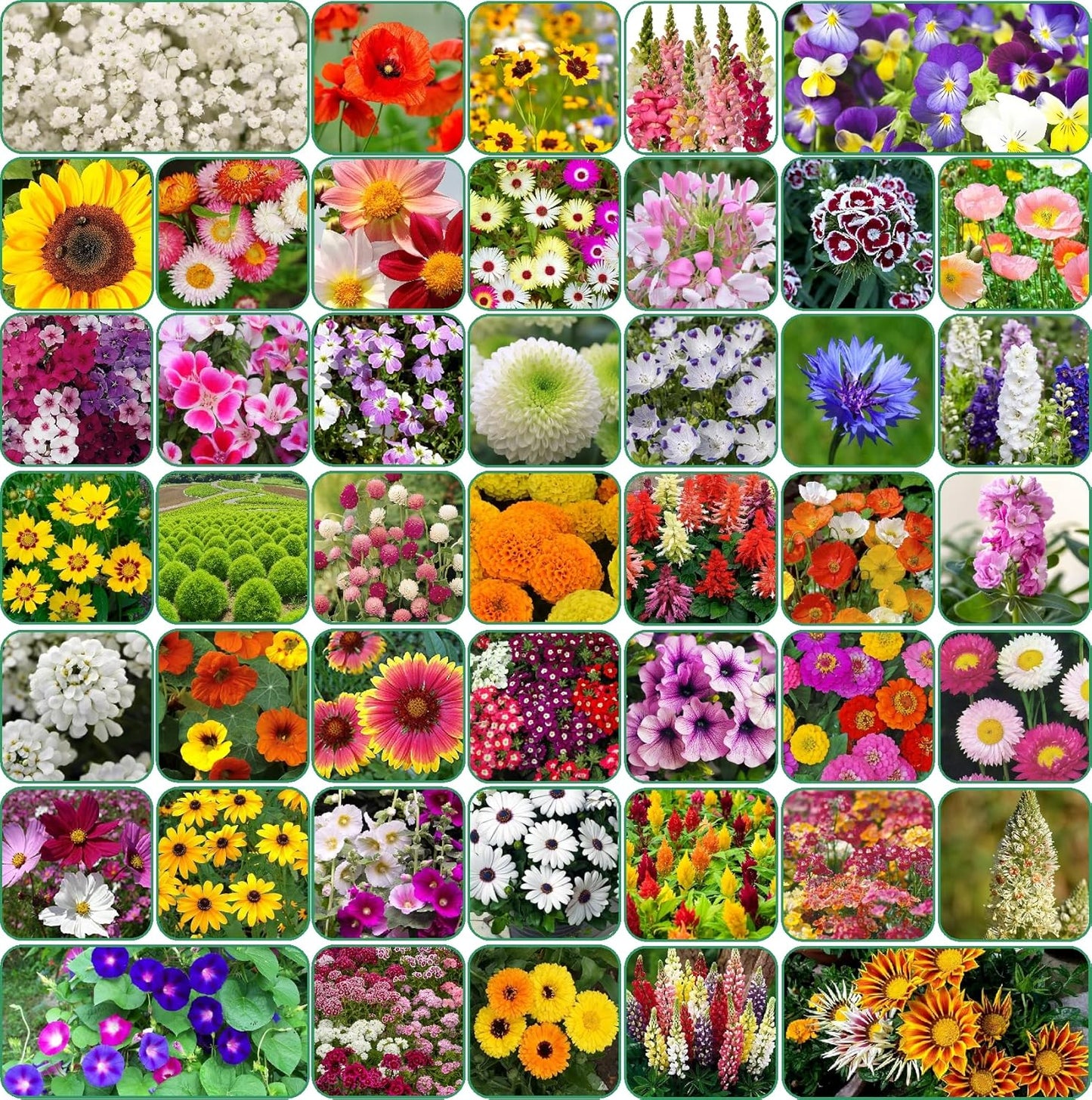Premium Flower Seeds Combo + Free Vermicompost + Free Soil Mix