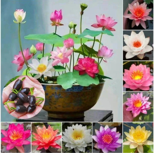 Lotus Flower Seeds - 20 Seeds