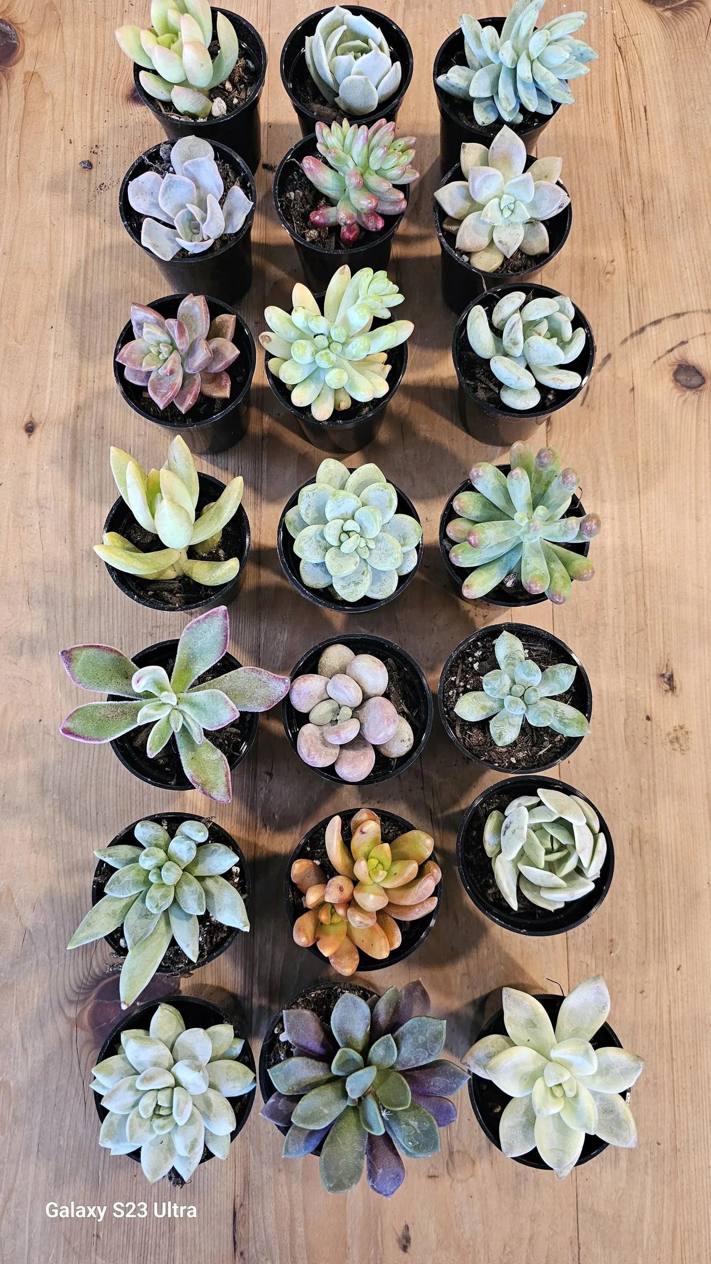 Premium Succulent Live Plants for Home and Office