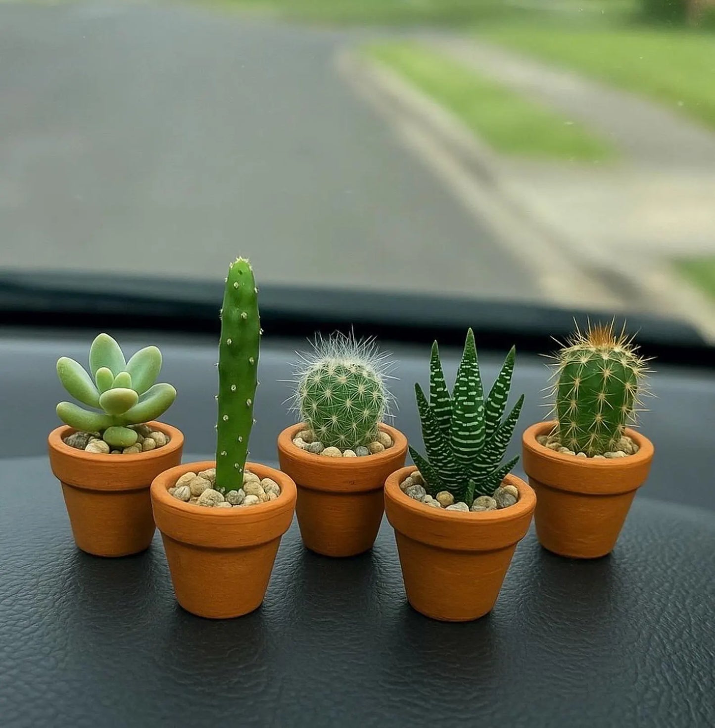 6 Piece - Beautiful Succulents Combos Pack