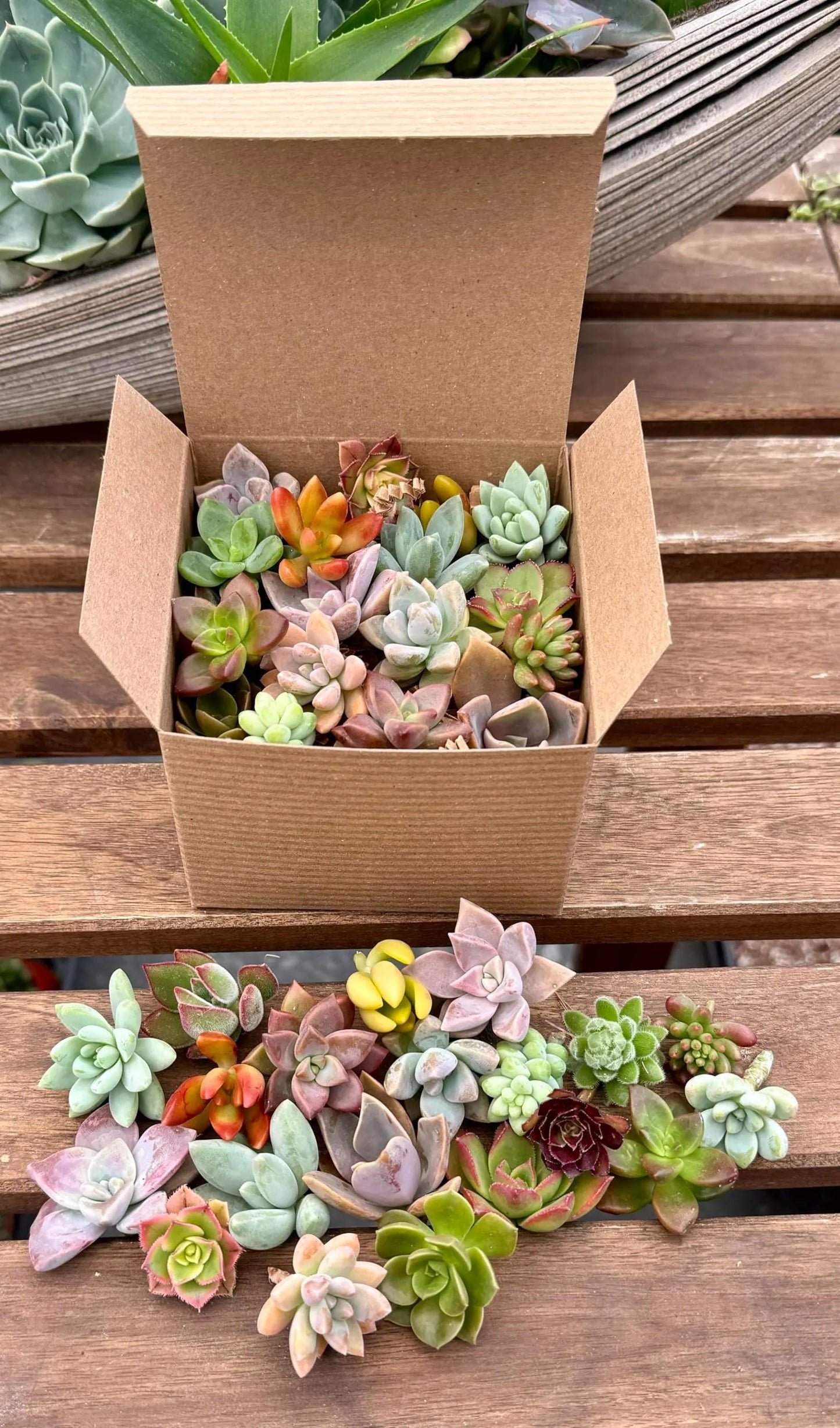 Premium Succulent Live Plants for Home and Office