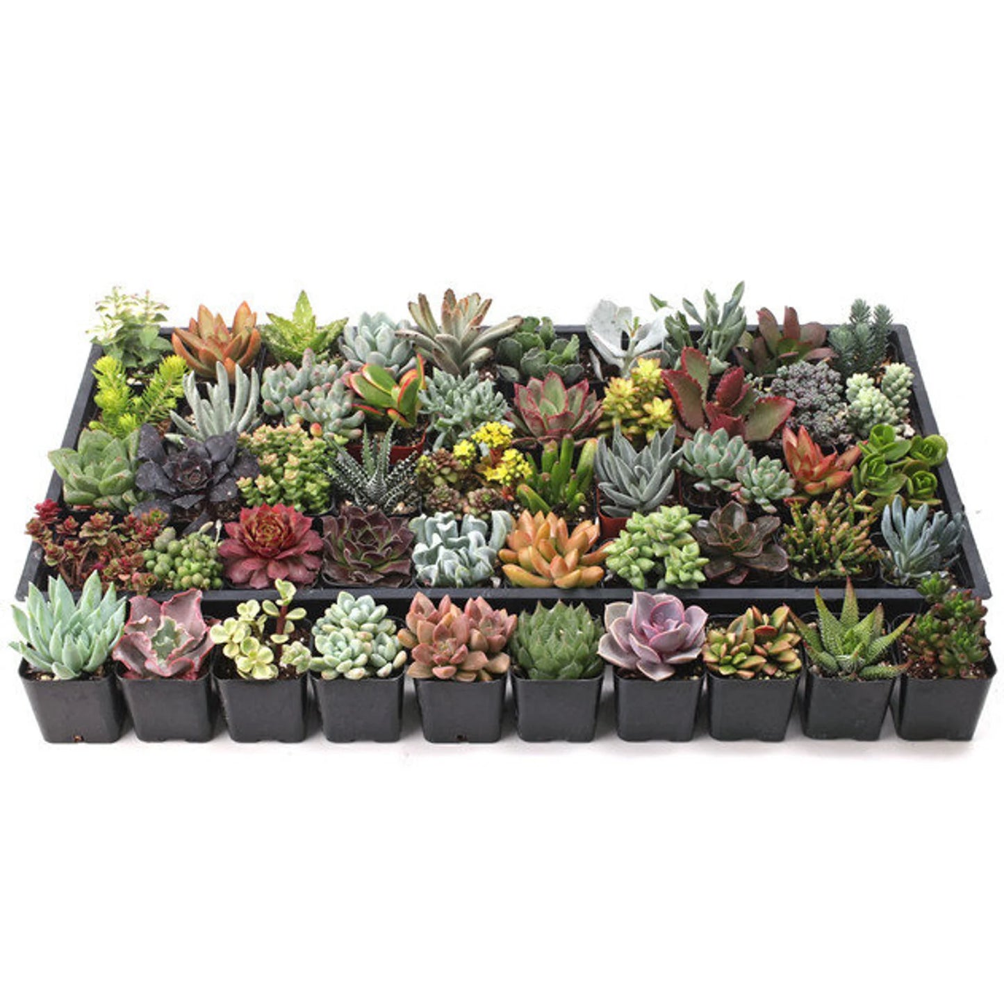 6 Piece - Beautiful Succulents Combos Pack