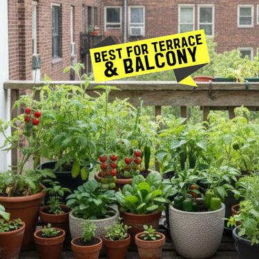 Premium Vegetable Seeds Combo + Free Vermicompost + Free Soil Mix