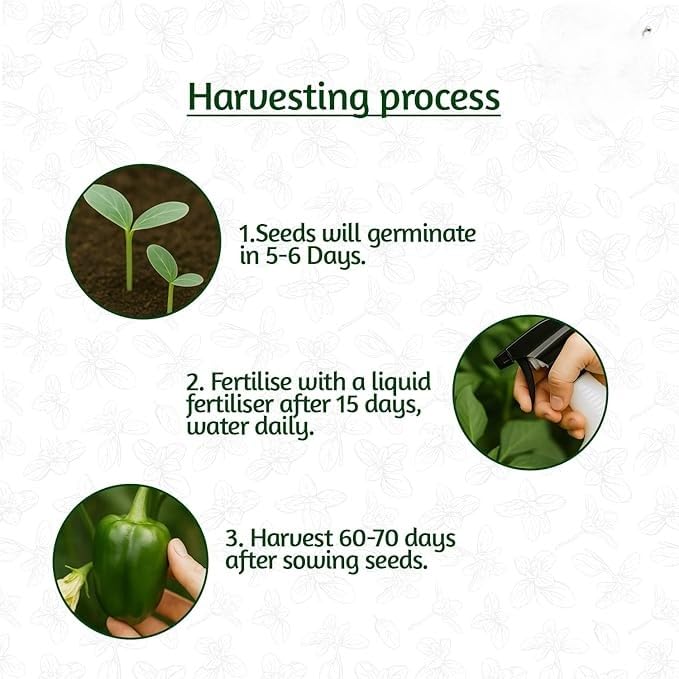 Premium Vegetable Seeds Combo + Free Vermicompost + Free Soil Mix