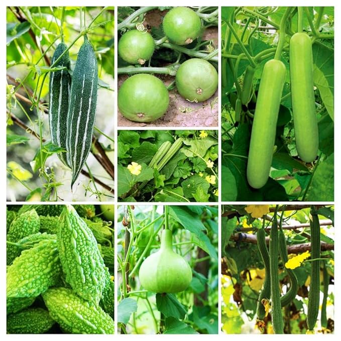 Premium Vegetable Seeds Combo + Free Vermicompost + Free Soil Mix